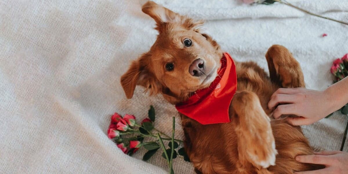 Pawfect Valentine’s Day Gifts for Your Pup