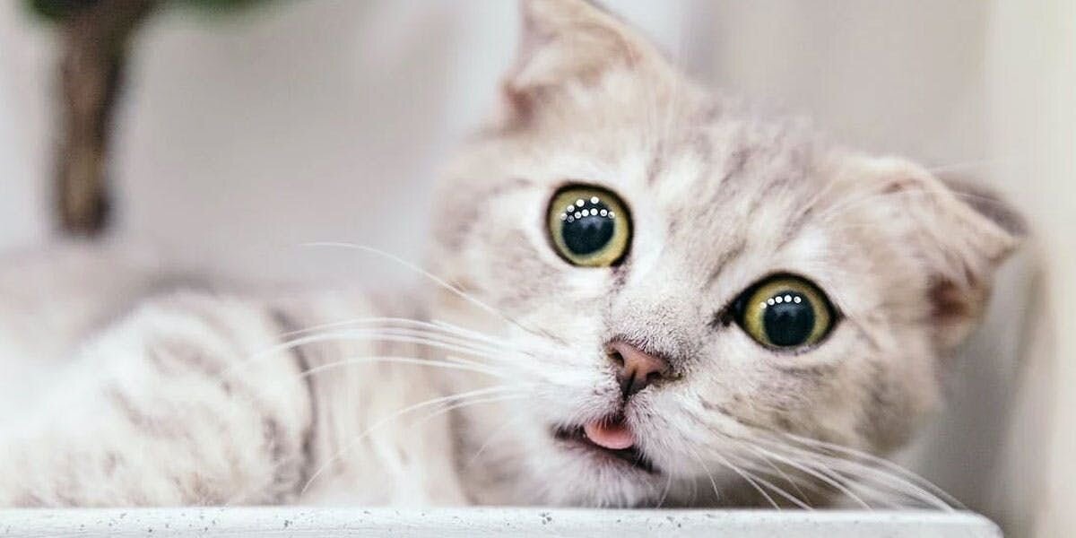 Image of a Scottish Fold cat yelping