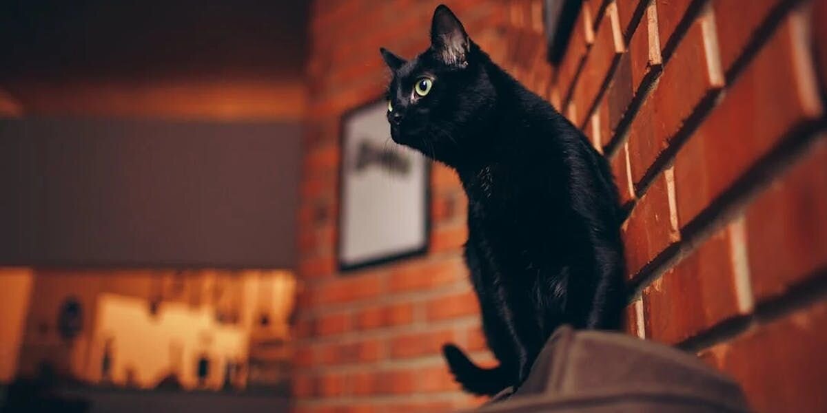 A black cat perched on the back of a couch