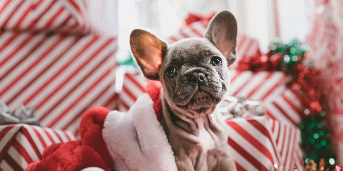 Holiday Hazards for Dogs and How to Avoid Them