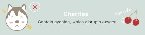 can dogs eat cherries