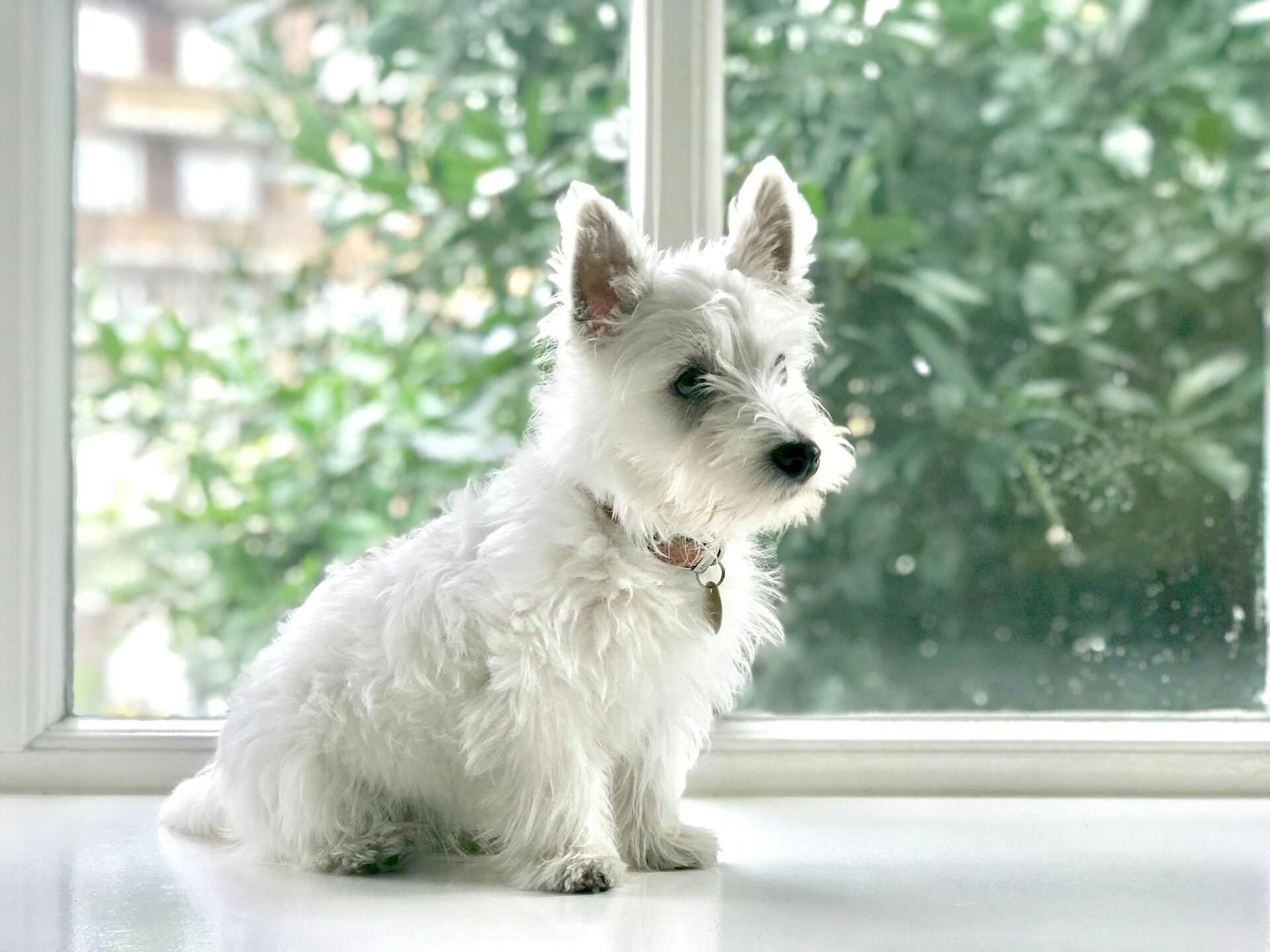 White dog by window