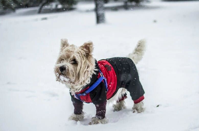 Dog wear sweater