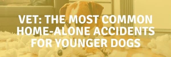 Vet: The Most Common Home-Alone Accidents for Younger Dogs