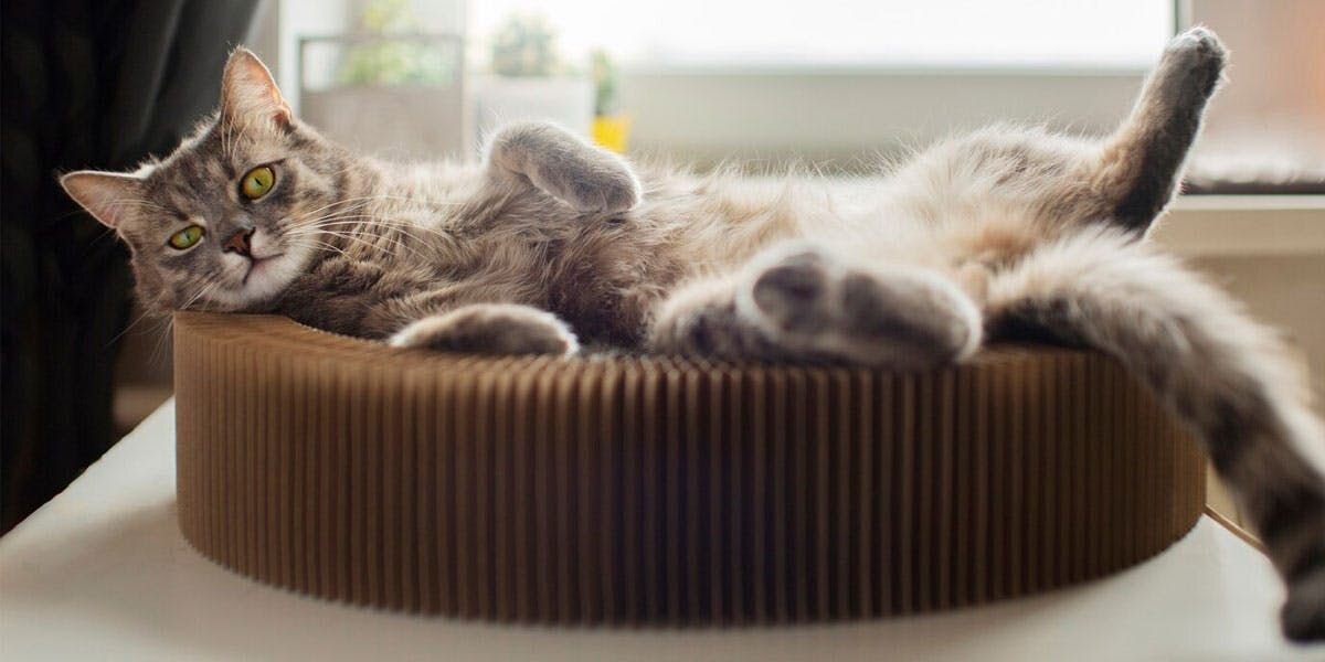 photo of a gray cat relaxing indoors