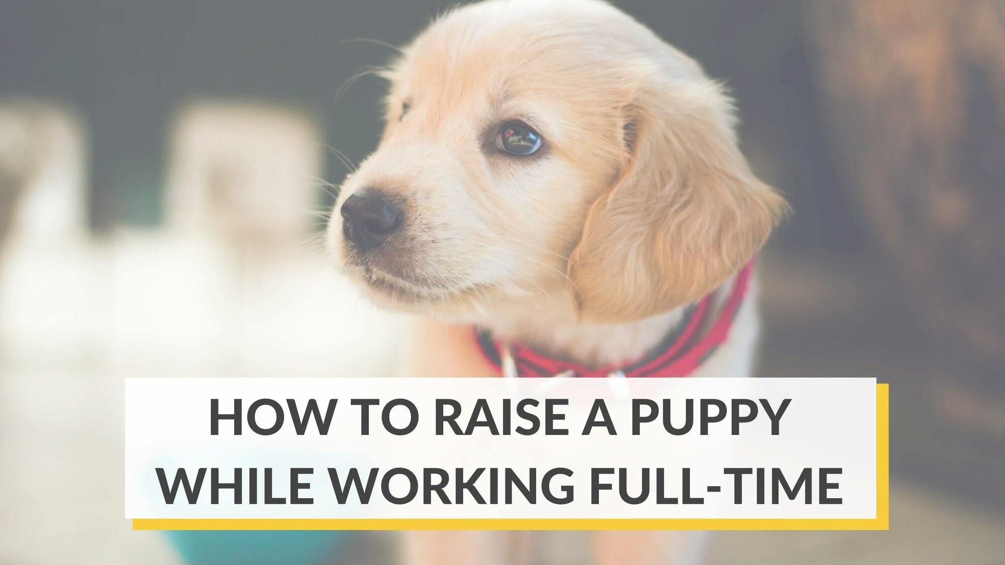 How to Raise A Puppy While Working Full-Time