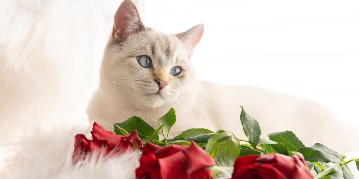 White cat with blue eyes sitting next to a bunch of roses