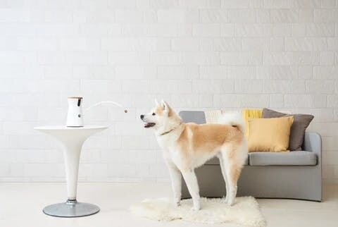 冬は私たちもお肌の乾燥や体の冷えが気になりますが、愛犬も例外ではありません。