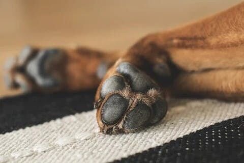 融雪剤に含まれる塩化ナトリウムや塩化マグネシウムは愛犬の肉球にダメージを与えてしまうので、愛犬の肉球を乾燥やひび割れから防ぐ為にも、なるべく犬用ブーツを履かせるようにしましょう。
