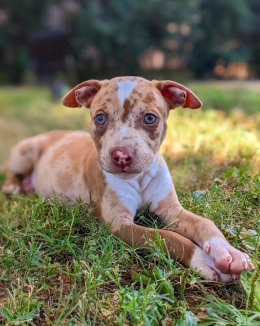 Zayn the speckled pup
