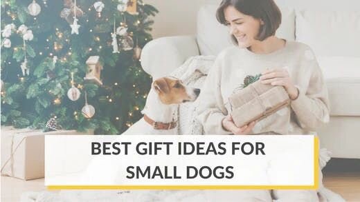 Best Gift Ideas for Small Dogs