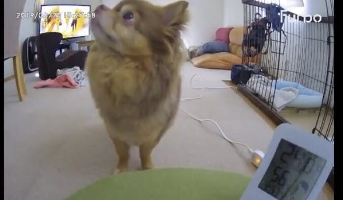 ・皮膚炎の悪化による痒みの増加をいち早く確認しよう!