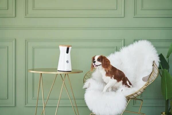 Cocker spaniel on chair with Furbo