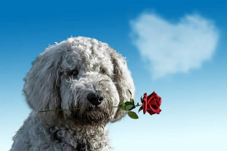 dog with a rose