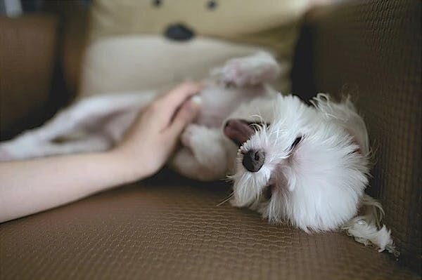 Puppy laying on bed