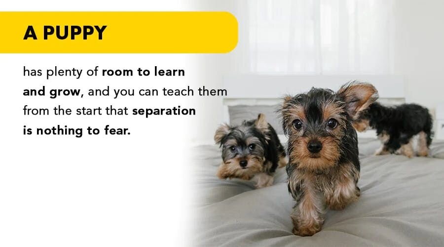 A puppy has plenty of room to learn and grow