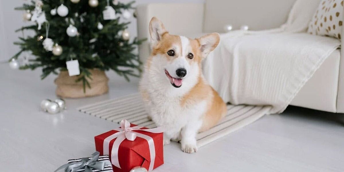 a photo of a corgi with wrapped gifts, in front of a miniature Christmas tree 