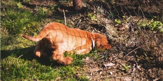 Why Dogs Dig and How to Stop It