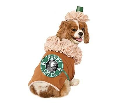 dog dress like a coffee cup
