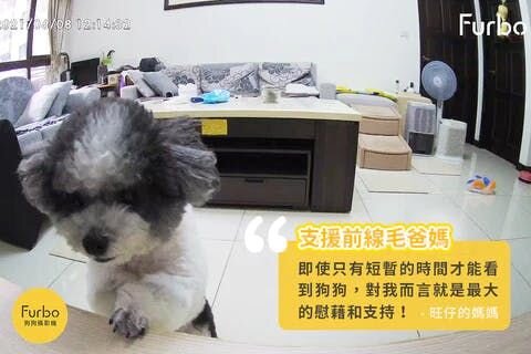 將手掌放在桌面上的黑白色狗狗旺仔