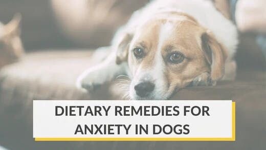 Dietary Remedies to Soothe Your Dog’s Anxiety