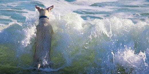 犬ならみんな泳げるなんて思い込み？