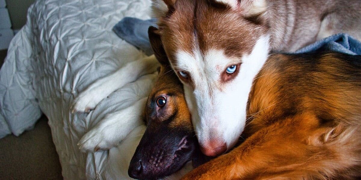 Canine Heroism Caught on Furbo!