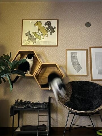 それにしても、こうして愛しいどうぶつたちと穏やかな時間を過ごせるということが、どんなに幸せで、どんなにそれ自体が奇跡のようなことであるのかと、しみじみと感じる2022年の２月となりました。