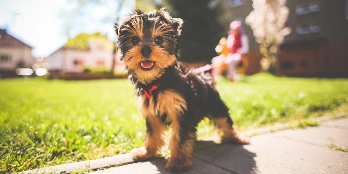 New Puppy Checklist! 10 Must-Haves for Your New Puppy