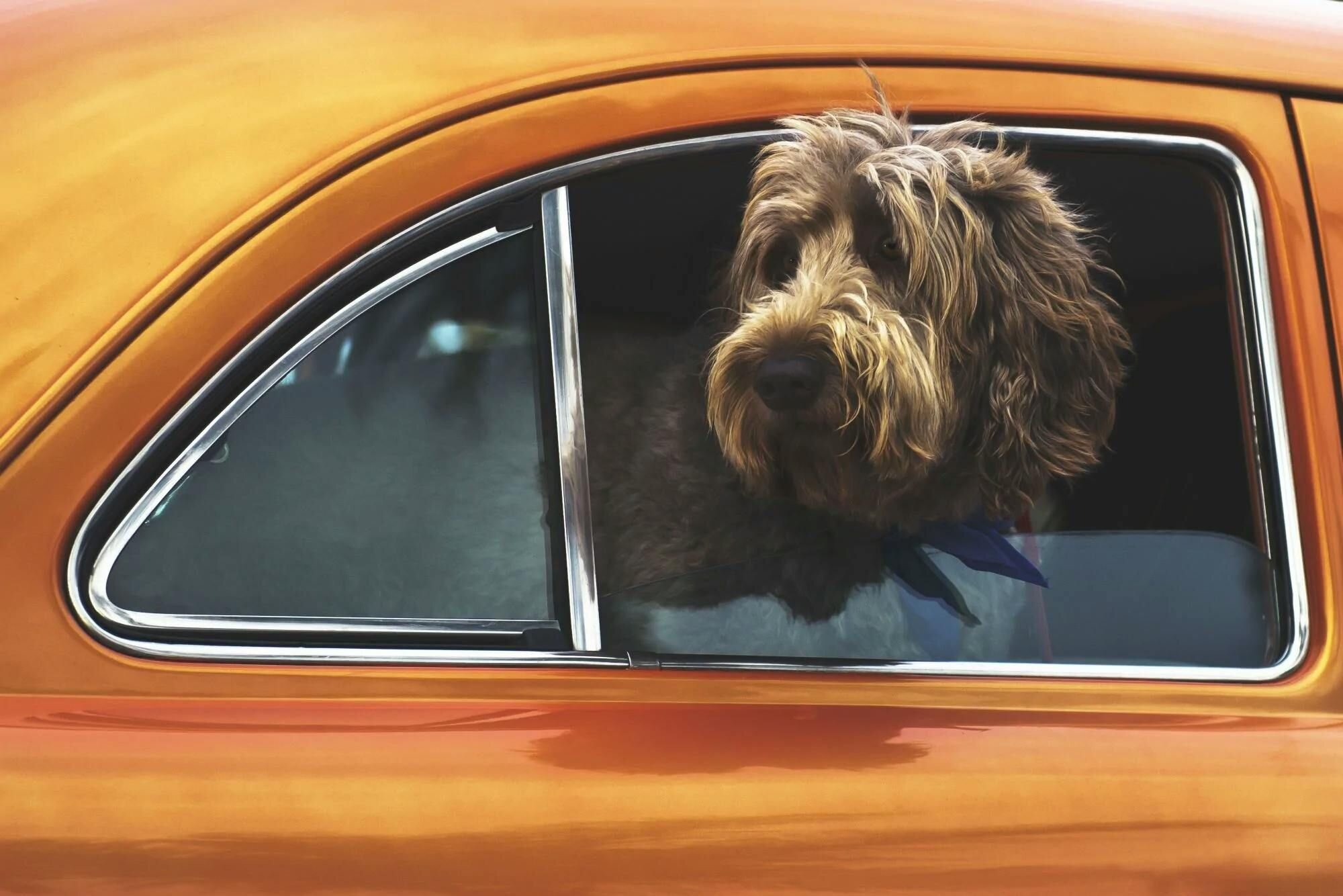 How Long Can You Leave Your Dog in the Car?