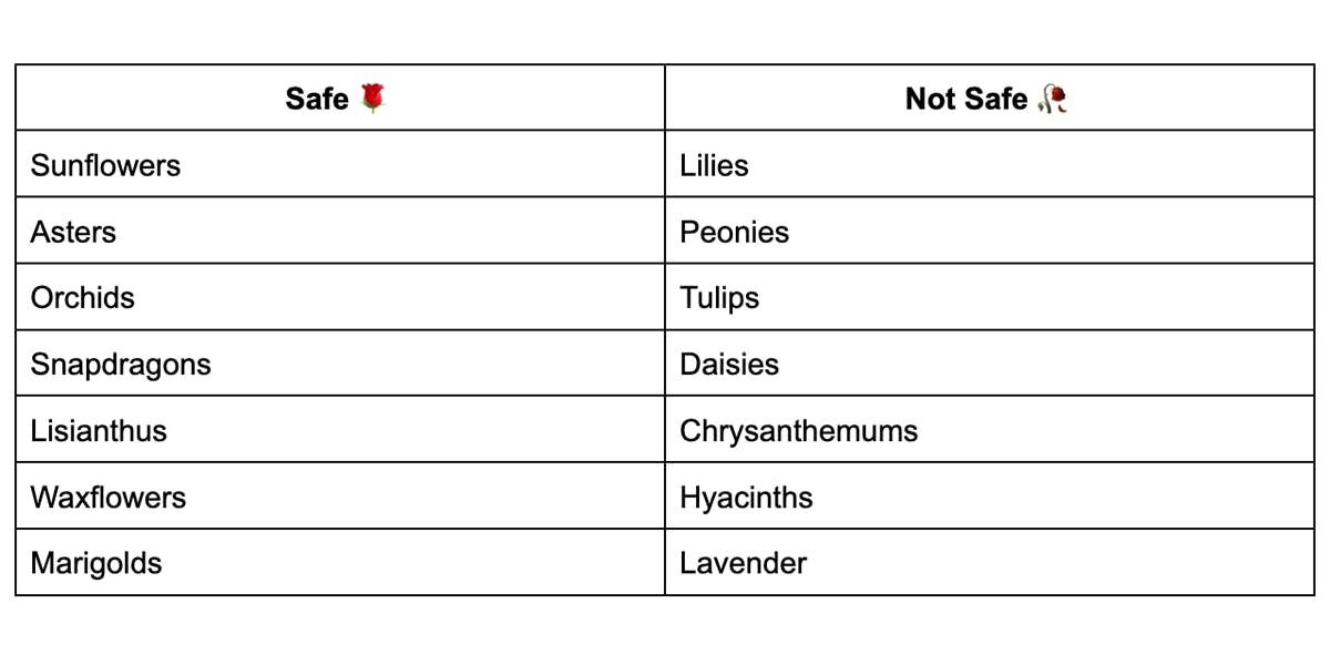 Here’s a list of other safe and harmful flowers found in many Valentine’s Day bouquets: