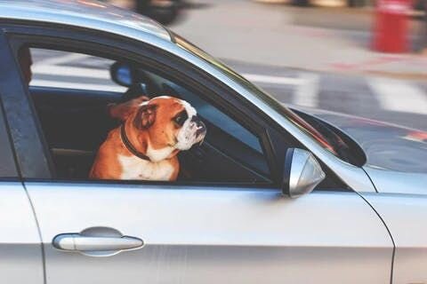 車内に犬を置いて行かなくてはならなくなった時には、以下のことを考えてみましょう。
