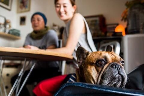 ママさん「”見に行くだけ”って、行ったんです。その時にはトーラスはいなかったんですけど、クリームの小さな子がいて。かわいいな〜って見てたら、もう既に主人がブリーダーさんに、”レッドフォーンの子が欲しいんですけど。”って話をしてて。え！？って。(笑)おかしいなと思いながらも。(笑) ただ、そこに...