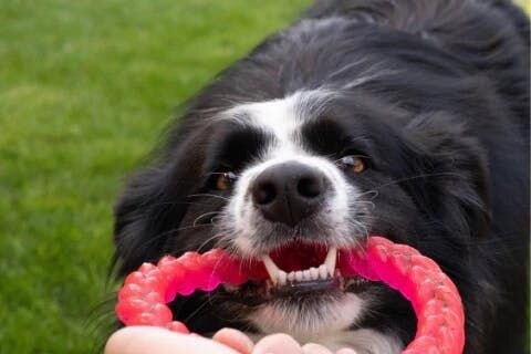 Dog biting toys