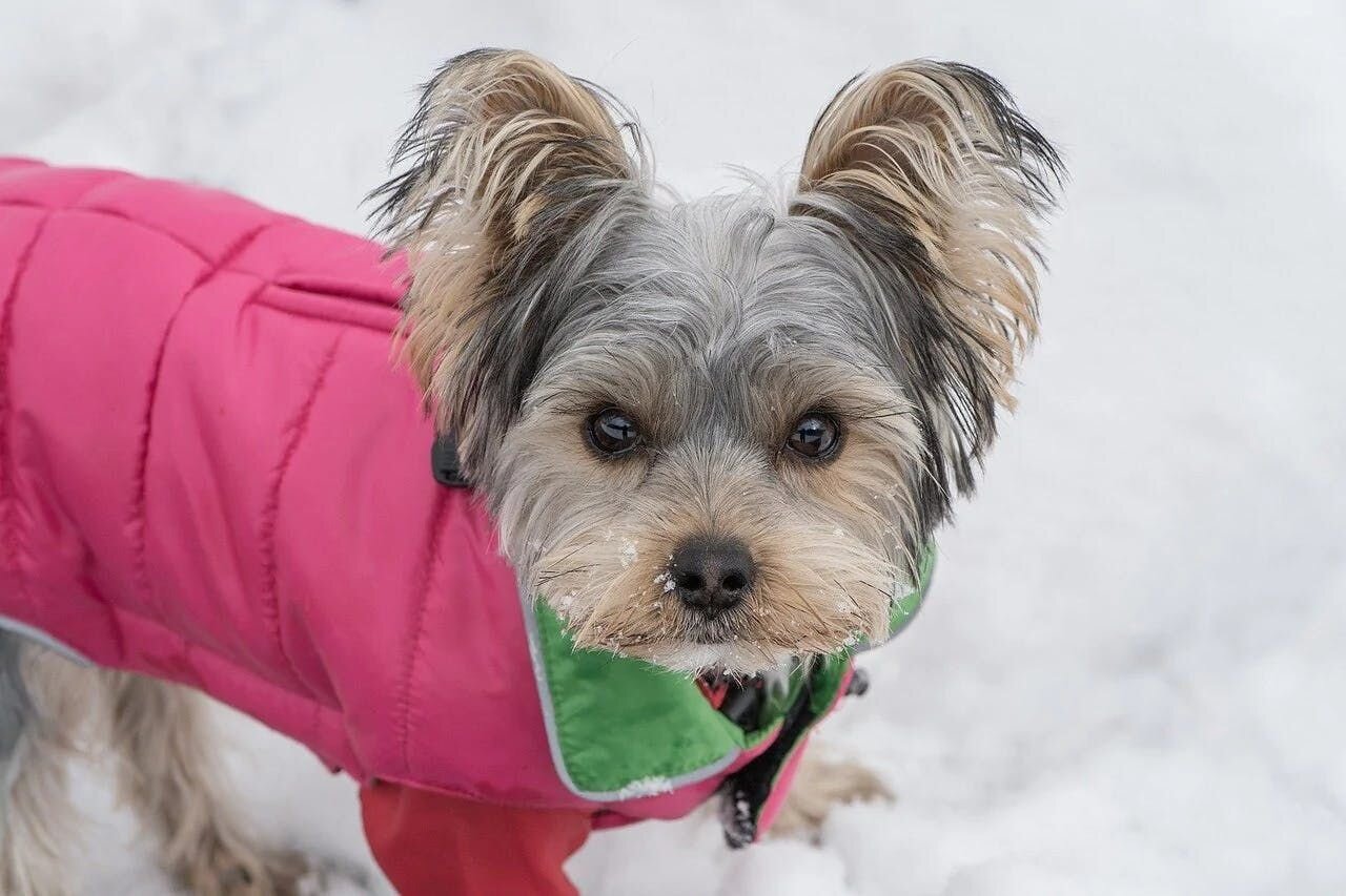 Do Dogs Really Need Sweaters for Snow?