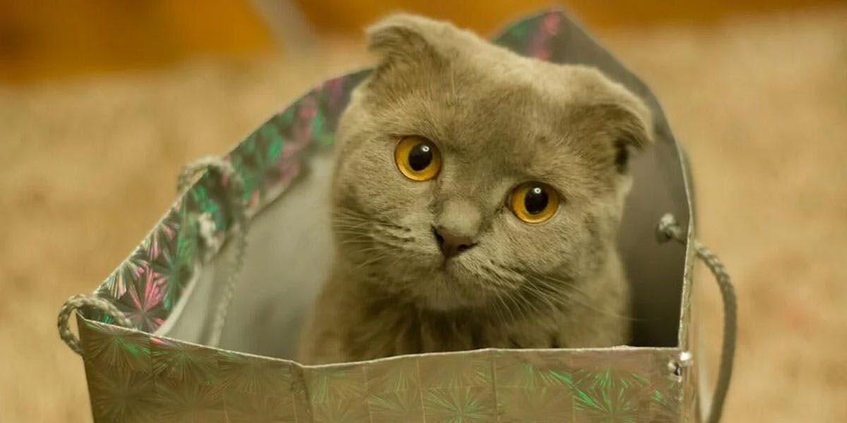 A photo of a Scottish Fold cat sitting in a shopping bag