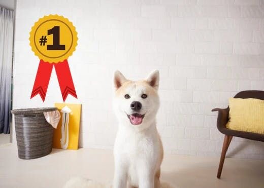 落ち着きがあるしっかり者！お留守番が得意と言われる犬種9選