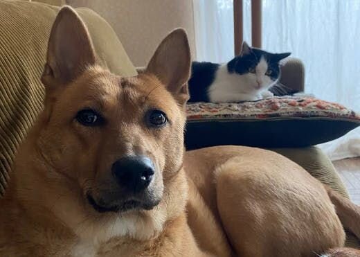 困り顔の保護犬福のファーボ日記 Vol.19｜福のダイエット篇