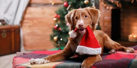 Your Dog and Holiday Guests