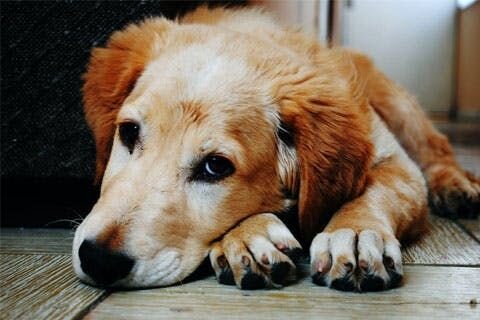 A photo of an elderly golden retriever