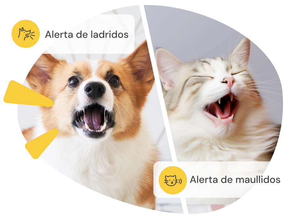 Pantalla dividida: corgi ladrando con 'Alerta ladridos' y gato maullando con 'Alerta maullidos