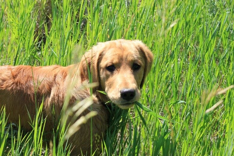 Why dogs eat grass?