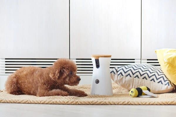 Speak to your dog through Furbo