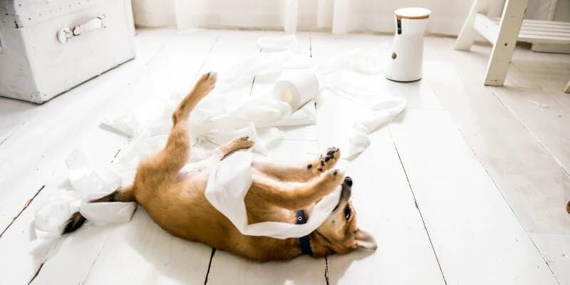 可愛い子ほど手がかかる？ワンちゃんがイタズラしちゃうワケ