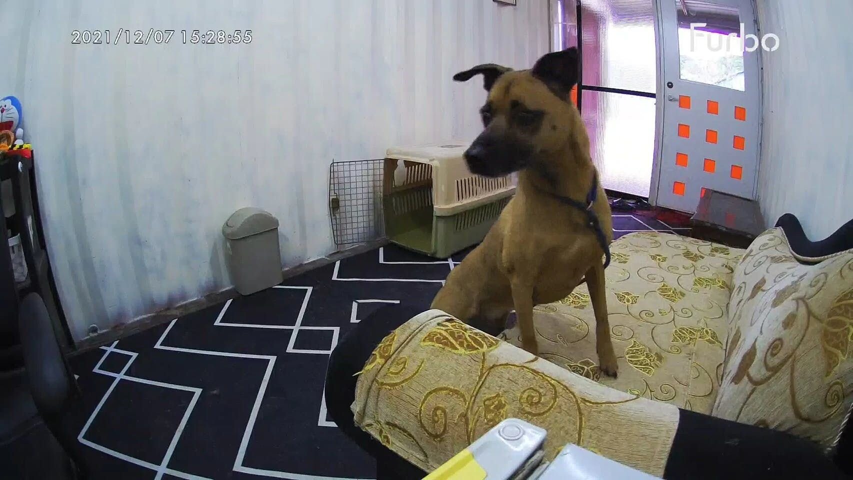 一隻黃狗前肢攀在沙發上站立