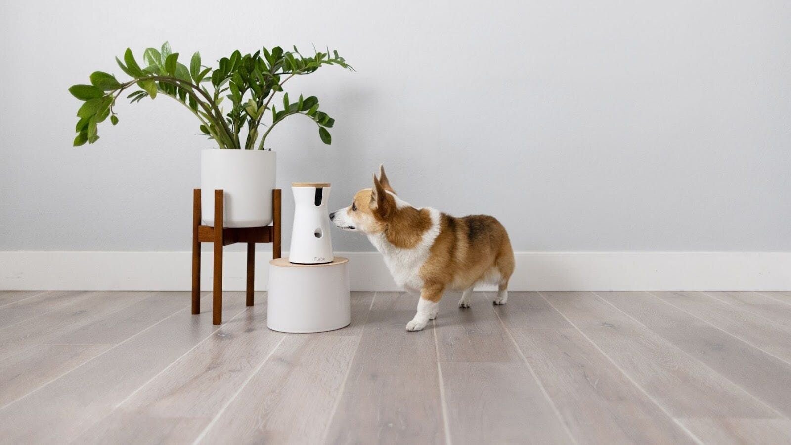A corgi happily sniffing a Furbo Dog Camera