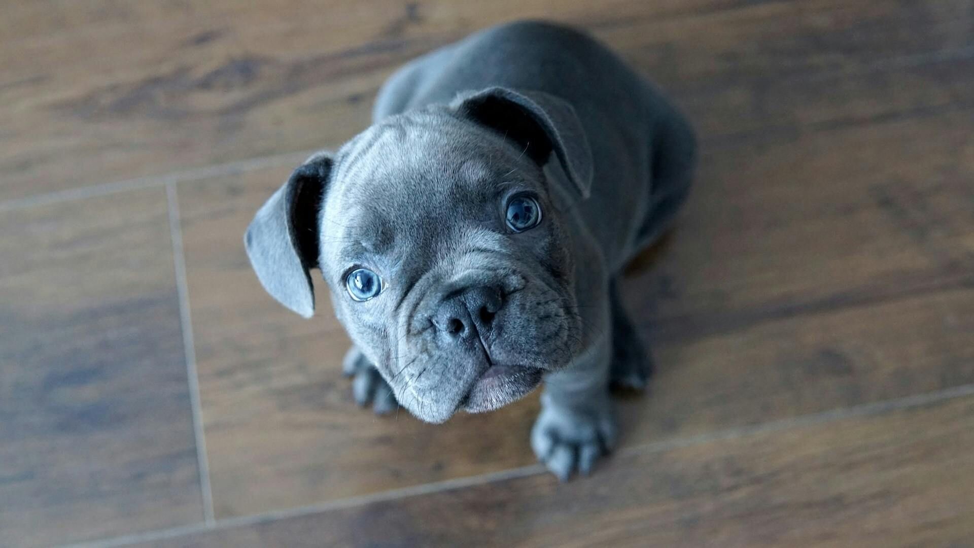 Grey french bulldog