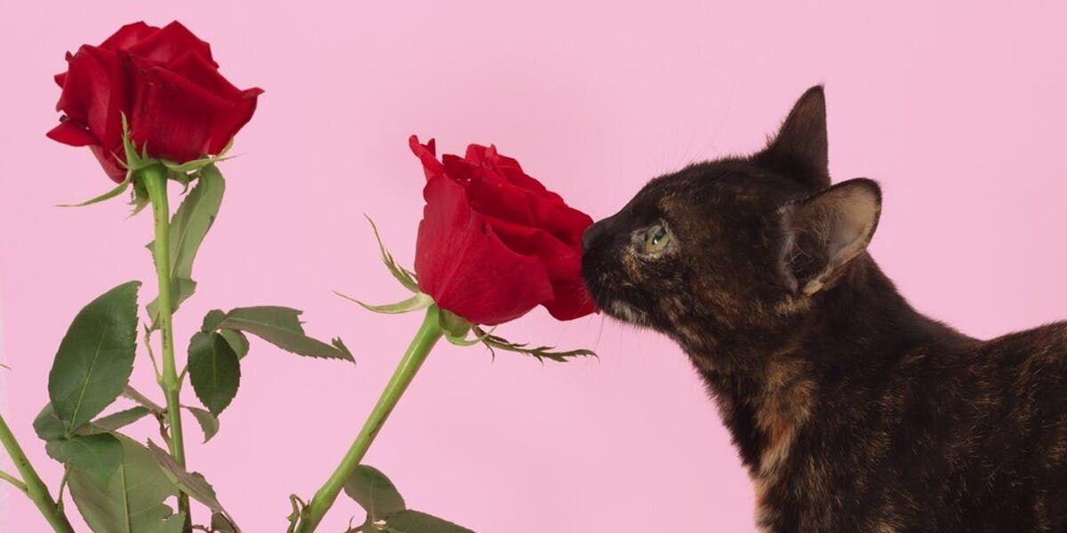 Purrventing Disaster: How To Keep Your Cat Safe This Valentine’s Day