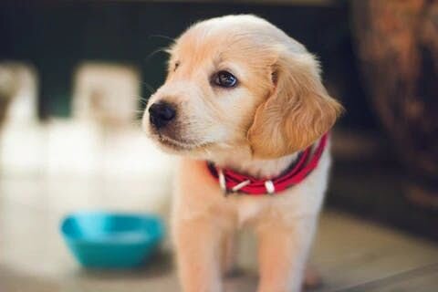 Golden retriever puppy