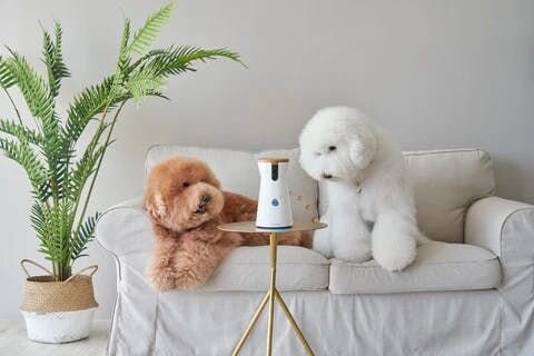 Furbo with dog image